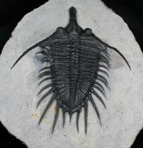 Inch Psychopyge Trilobite - Awesome #4086